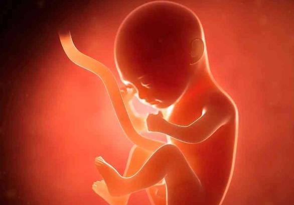 第三代试管婴儿可以放两个胚胎吗内附争议和要求